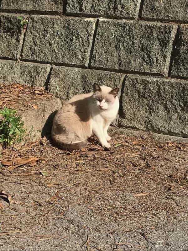 沖縄で出会った島猫たち！スポット別に紹介