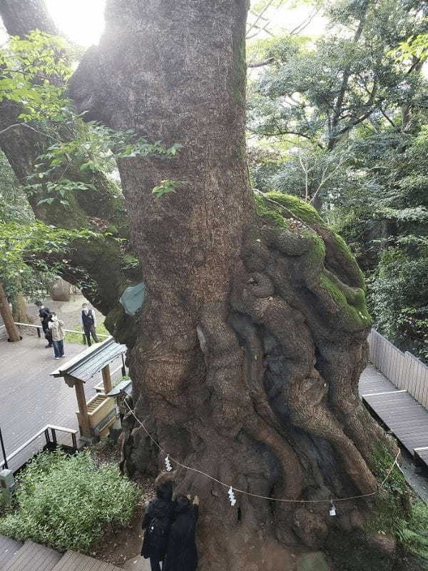 【静岡・熱海】日本屈指のパワースポット・来宮神社。「寿命が延びる」御神木は樹齢2100年