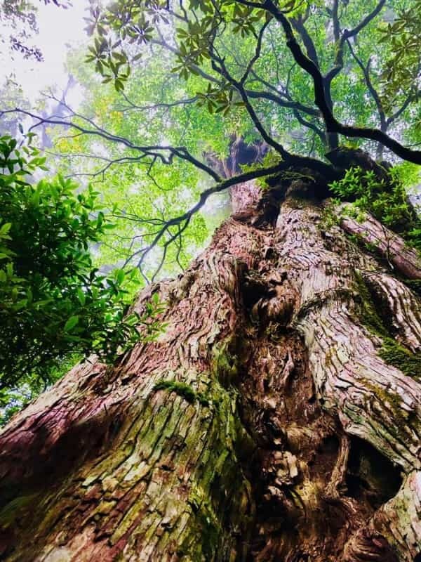 やっぱりすごい！神秘の世界遺産「屋久島」探訪の旅♪観光・ホテル・グルメをご紹介！