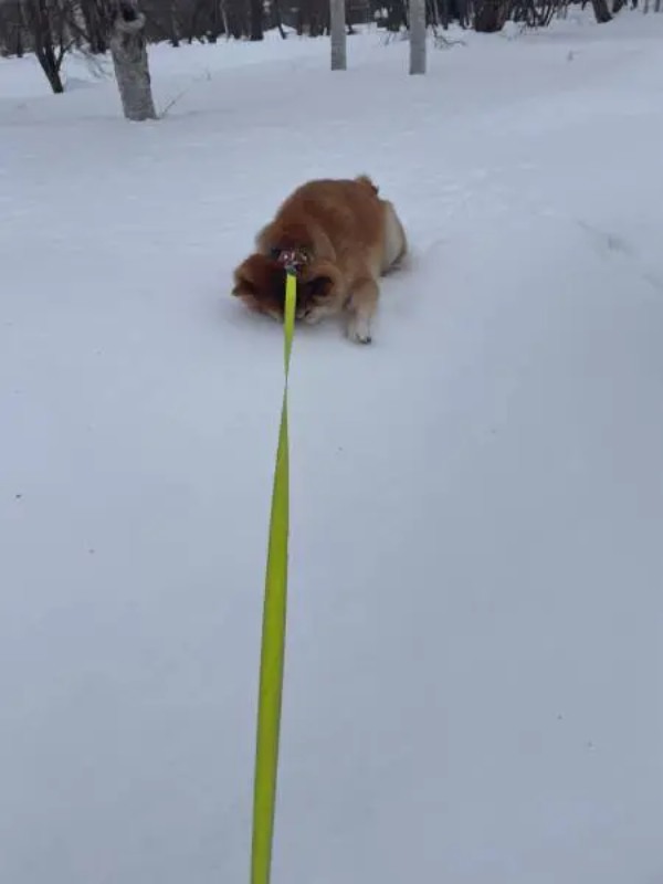 雪に鼻刺し全力で帰宅拒否イーヌ　「もっと遊びたいワン」