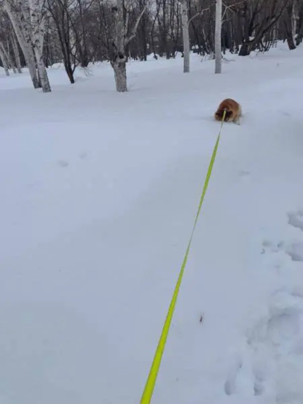 雪に鼻刺し全力で帰宅拒否イーヌ　「もっと遊びたいワン」