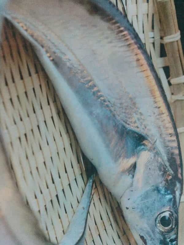 【初心者向け】太刀魚釣りの攻略ガイド！餌の仕掛けから釣り方のコツまで徹底解説！