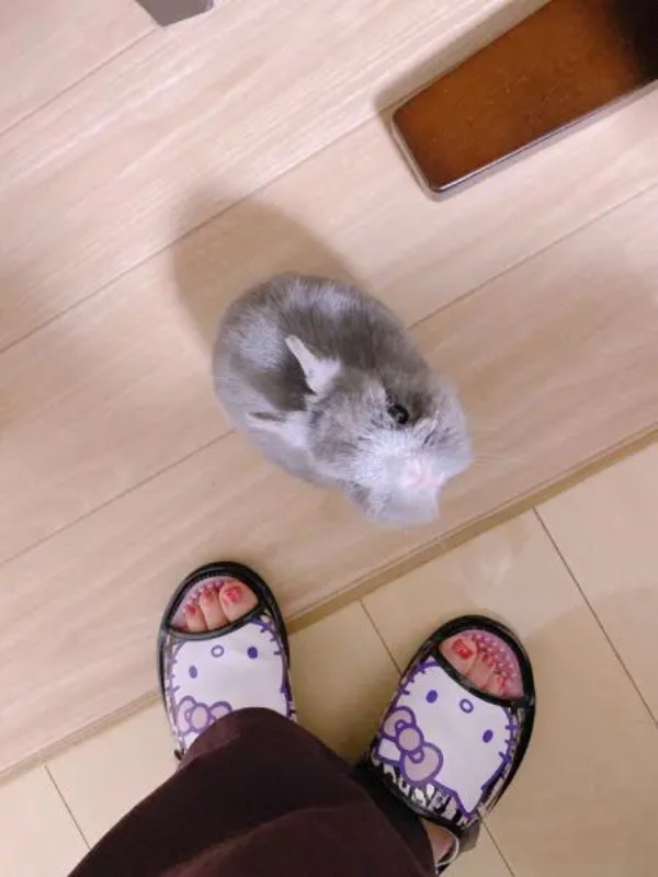 早く構ってよ~ 飼い主にスリスリ甘えるのが日課なうさちゃん