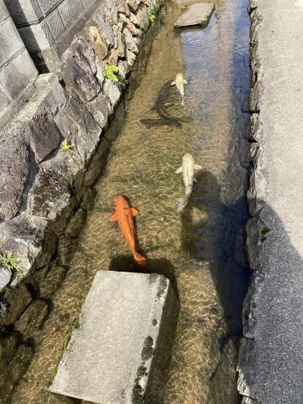 【兵庫県朝来市】シャッターを切る手が止まらない！ 時代に翻弄された天空の城「竹田城」の魅力とは？