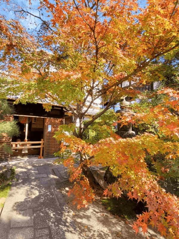 秋はやっぱり紅葉の綺麗な京都へ♪