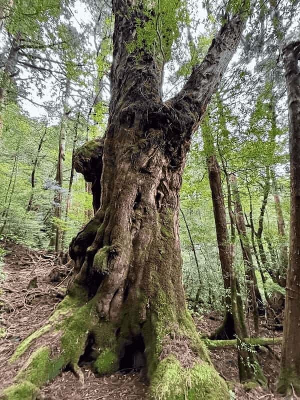 【鹿児島】ヤクスギランドは誰でも気軽に行ける自然植物園