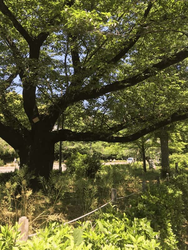 脚だけが頼り ～コロナ疲れ解消・朝の野川公園から国立まで～