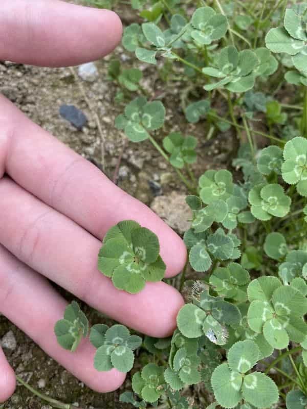 秋にあじさい蓮華パークに行ったら10月桜が満開だった！