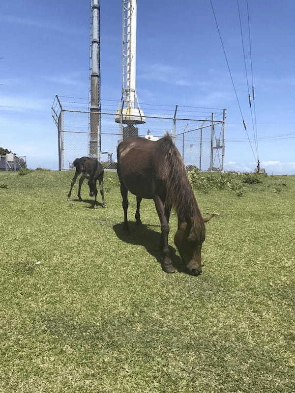 野生の馬が間近で見られる！御崎馬の親子に会いに、宮崎県串間市にある都井岬へ