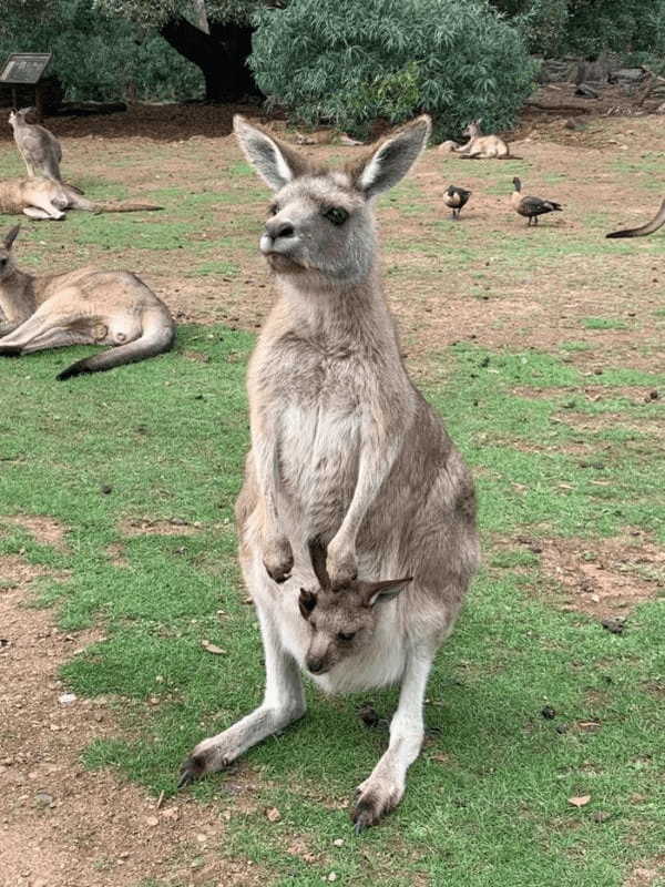 大自然の宝庫「タスマニア」の魅力!かわいい動物たちとの出会い・・・♪