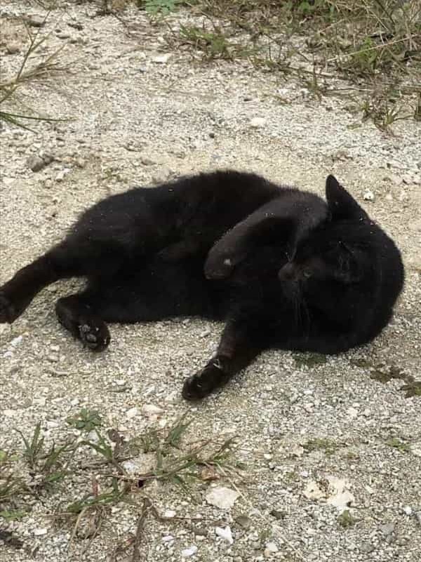 沖縄で出会った島猫たち！スポット別に紹介