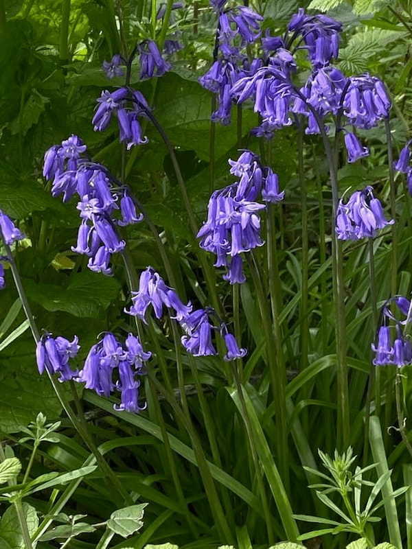 イギリスの季節の花々の織りなす絶景を楽しもう！