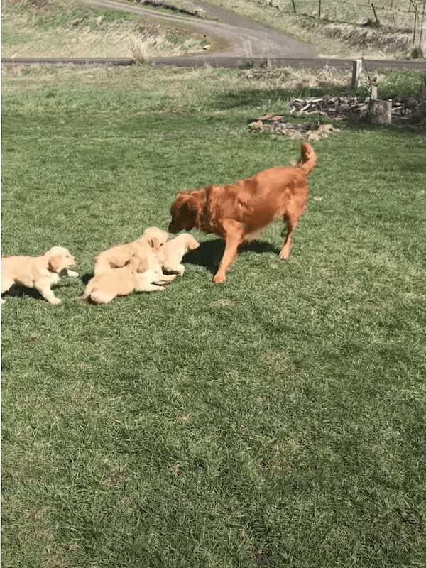 パパを追いかけるゴールデンレトリバーの子犬たち。跳ねるように走る姿が愛らしい！！【アメリカ・動画】