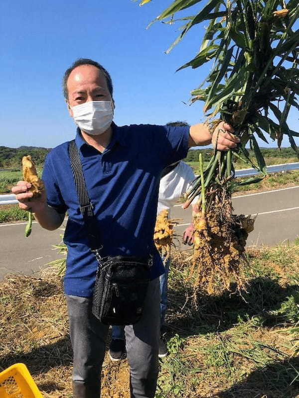 徳之島・伊仙町で人生初のジャガイモ植え付け体験と生姜収穫体験