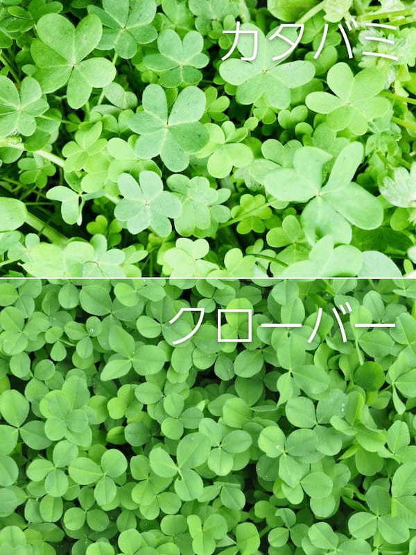 【読めたらスゴイ!】「酢漿草」ってどんな草?ハートの葉?この漢字、あなたは読めますか?