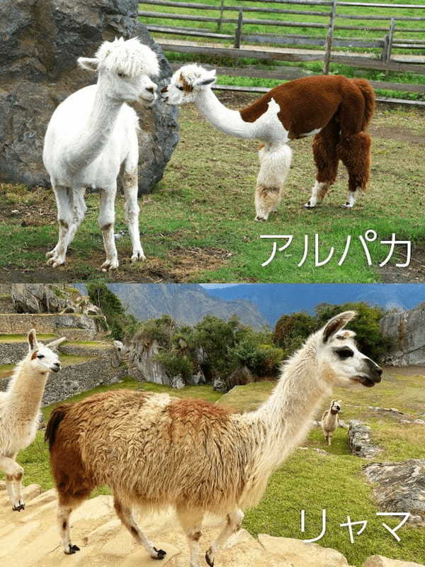 【読めたらスゴイ!】「羊駱駝」って一体何!?動物のこと??この漢字、あなたは読めますか?