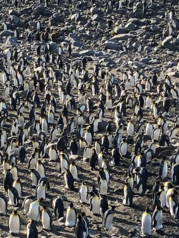 コロナ感染ゼロ唯一の大陸・地球最後の秘境＜南極＞の話