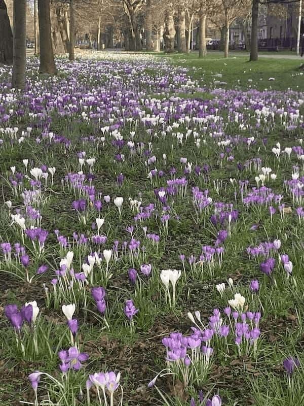 イギリスの季節の花々の織りなす絶景を楽しもう！