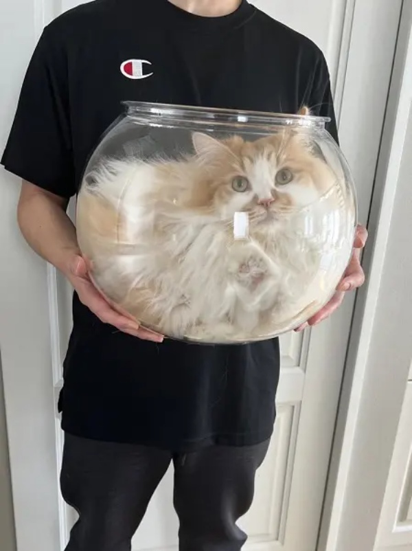 金魚鉢の中で完全に液体化しちゃった猫
