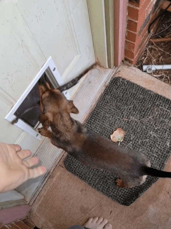 賢い愛犬！木の枝をくわえたままではペットドアをくぐれないと理解して・・次に取った行動に驚き！！【アメリカ・動画】