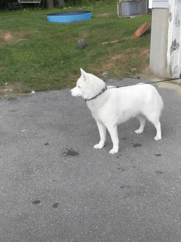 獲物を発見したハスキー犬。忍び足で近付いて飛びかかりますが、それは獲物ではありませんでした！！【アメリカ・動画】