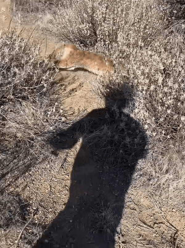 まさに危機一髪！雄大な景色の中歩いていると・・・、男性の後ろから猛獣として知られる『あの肉食獣』が姿をあらわしました！！