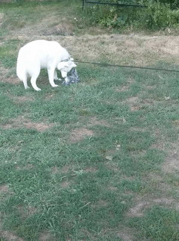 獲物を発見したハスキー犬。忍び足で近付いて飛びかかりますが、それは獲物ではありませんでした！！【アメリカ・動画】