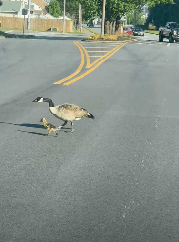 何度もお辞儀をするようにして道路を横断するガチョウの親子。ヒナもみんな渡りきったと思いきや・・、1羽おいてけぼりにされていますよ！！