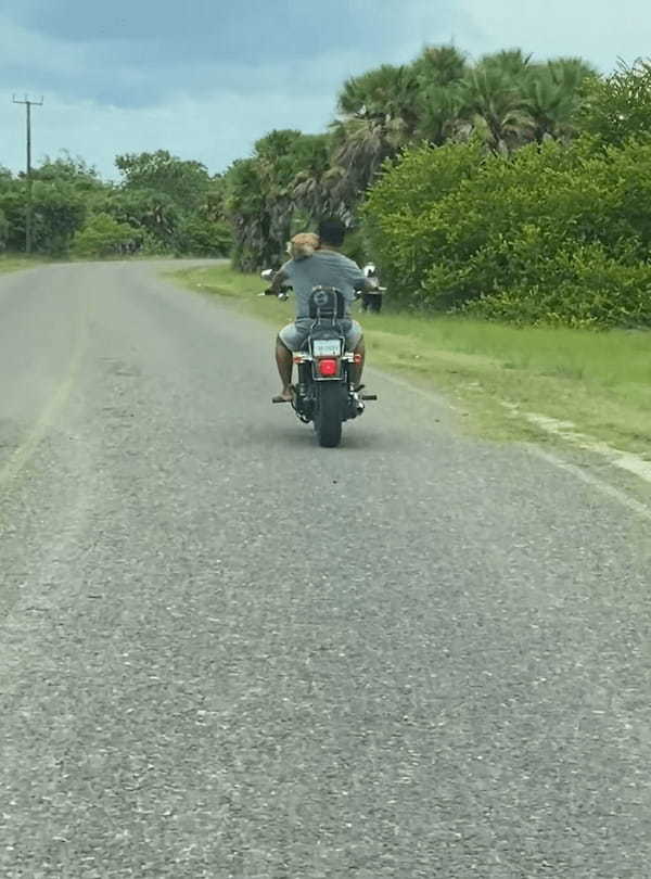 実はタンデム中？！前を行くバイクに乗る男性と誰かが一緒にいるだって？！？！