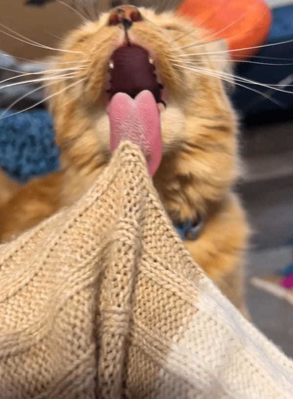 ニットをペロペログルーミングしようとした猫でしたが・・、ザラザラしたその舌だととんでもない事になってしまうみたい！！【アメリカ・動画】