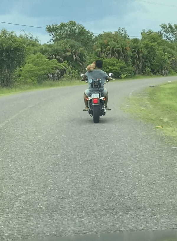 実はタンデム中？！前を行くバイクに乗る男性と誰かが一緒にいるだって？！？！