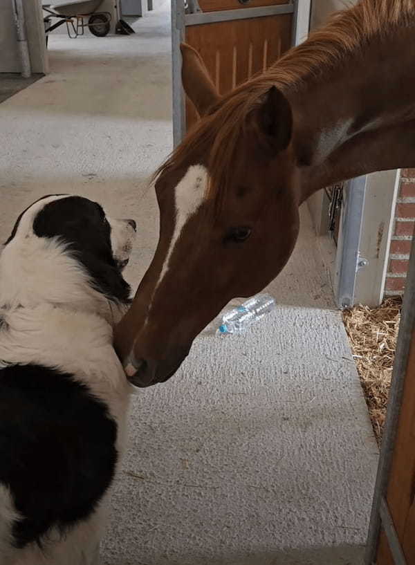 厩舎にいる馬は甘えん坊？眼の前にいる犬に「あること」をせがんでいたみたい！！【海外・動画】