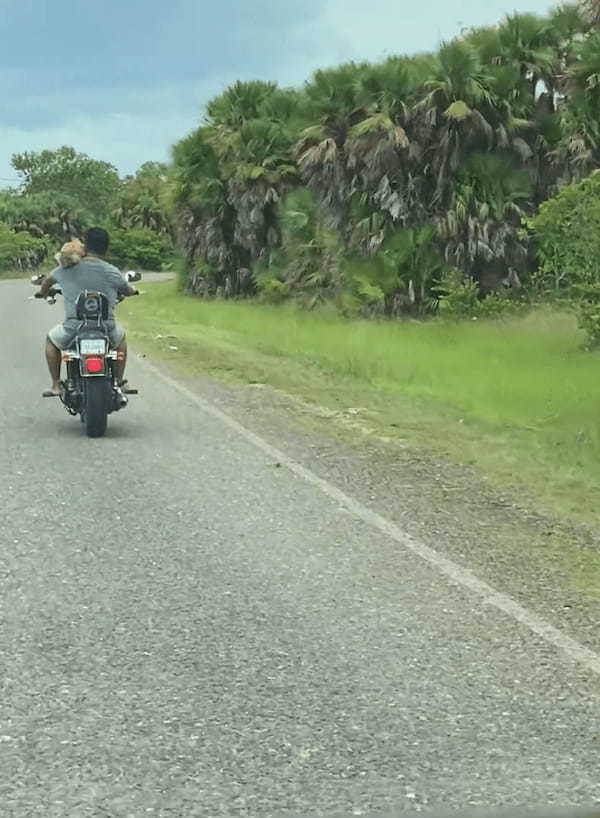 実はタンデム中？！前を行くバイクに乗る男性と誰かが一緒にいるだって？！？！