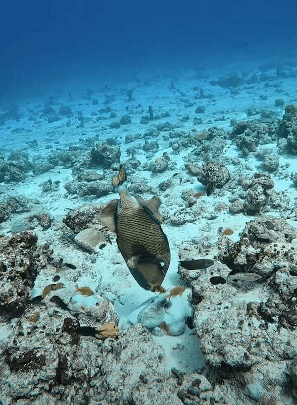 タコVSゴマモンガラ！？タコスミにたじろがない魚・・その白熱の戦いの行方は【海外・動画】