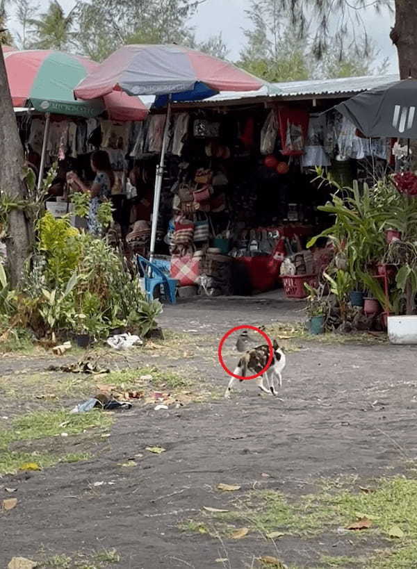 猫もこれにはタジタジ？歩いている猫に小鳥が何度も何度も襲いかかります！！