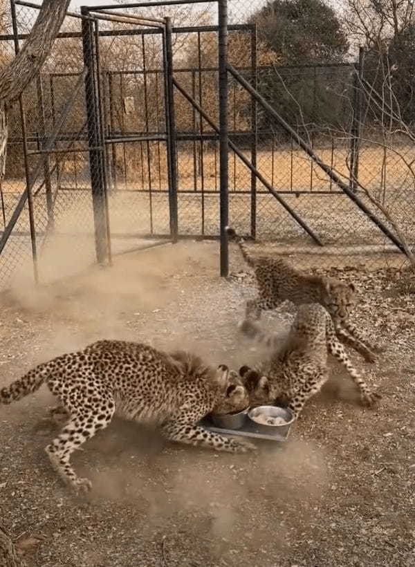 トップスピードで走ってきたチーターたち。お肉の盛られたボウルに向かって突進！！【海外・動画】