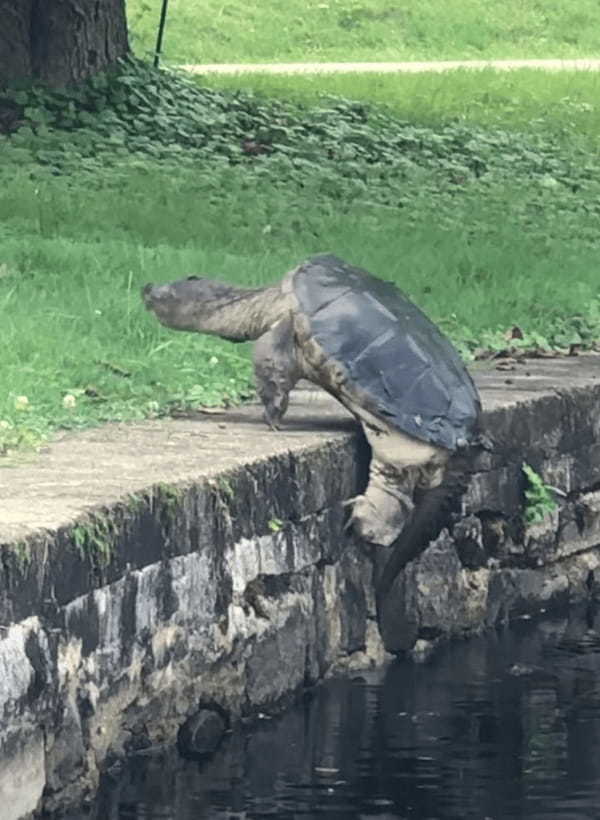 陸に上がろうとするカメ。コンクリの切り立った壁をパワフルに突破しました！！【アメリカ・動画】