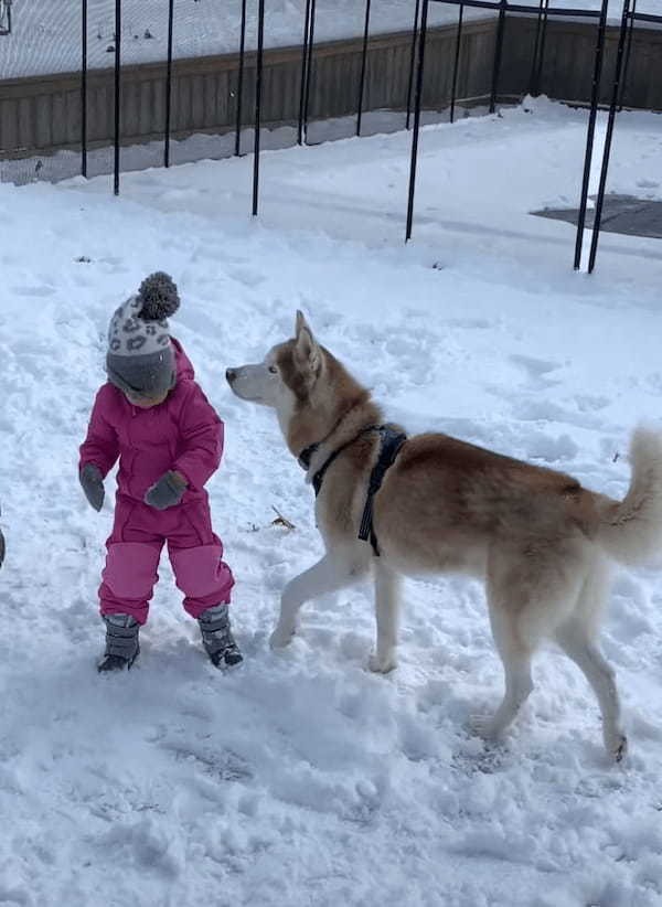 それはオモチャじゃないんだよ！？ハスキー犬が仲良しの女の子から奪い取ったのは・・【アメリカ・動画】