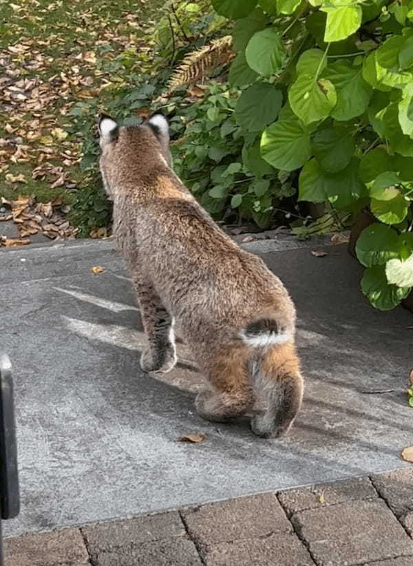 ひとりで冒険をするボブキャットの赤ちゃん。探索中の自分を見つめる姿があったことに気が付いてビックリ！！【アメリカ・動画】