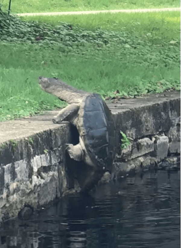 陸に上がろうとするカメ。コンクリの切り立った壁をパワフルに突破しました！！【アメリカ・動画】