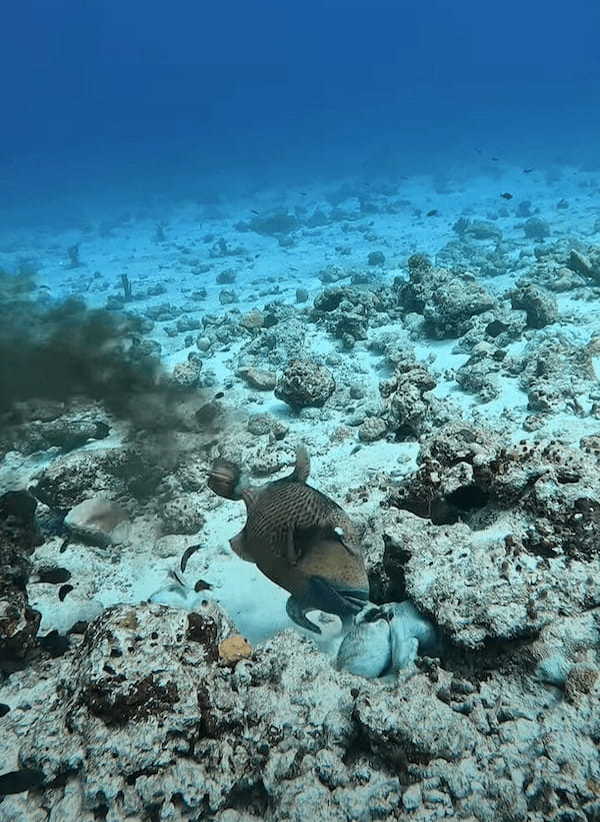 タコVSゴマモンガラ！？タコスミにたじろがない魚・・その白熱の戦いの行方は【海外・動画】