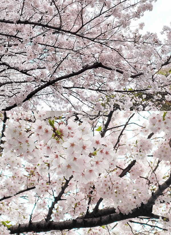 iPhoneで「桜」をきれいに撮る方法 – ちょっとしたコツで周りに差をつける7つのワザ！