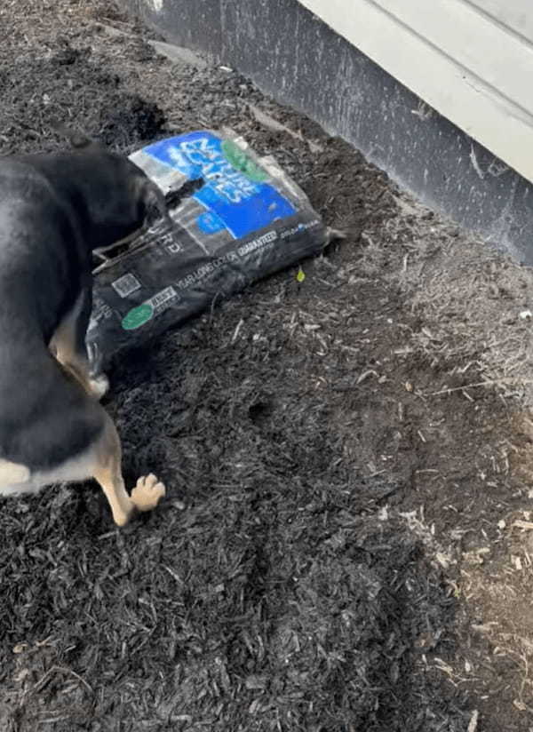 愛犬はお手伝いがしたい！？パパさんが開けた袋から腐葉土を元気に出していきます！！【アメリカ・動画】