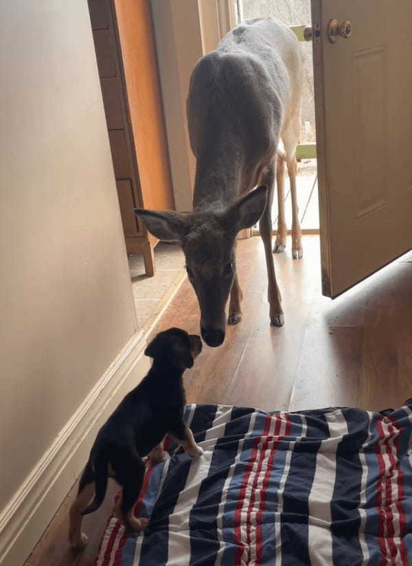 「いらっしゃ〜い。どちら様ですか？」子犬がお出迎えしたお客さんは、開けっ放しになっていたドアから入ってきた『ある動物』です！！