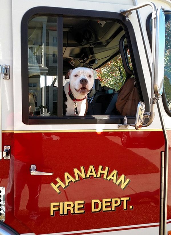 火事で全身大やけどを負った赤ちゃん犬、今では立派な消防署の仲間だワン！