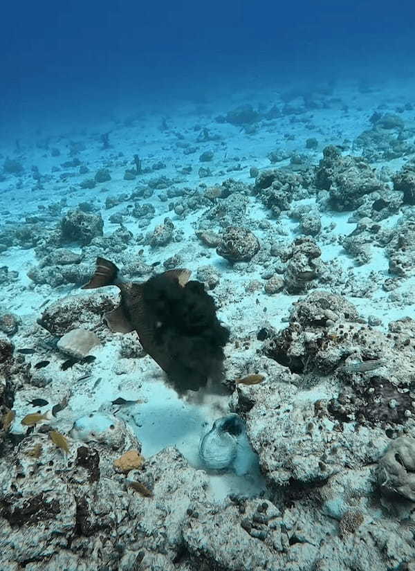 タコVSゴマモンガラ！？タコスミにたじろがない魚・・その白熱の戦いの行方は【海外・動画】