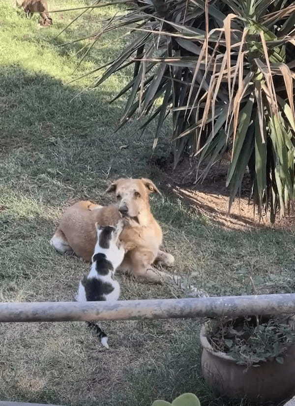 仲の良さがうかがえる。目の見えない犬を猫がもみもみマッサージ！