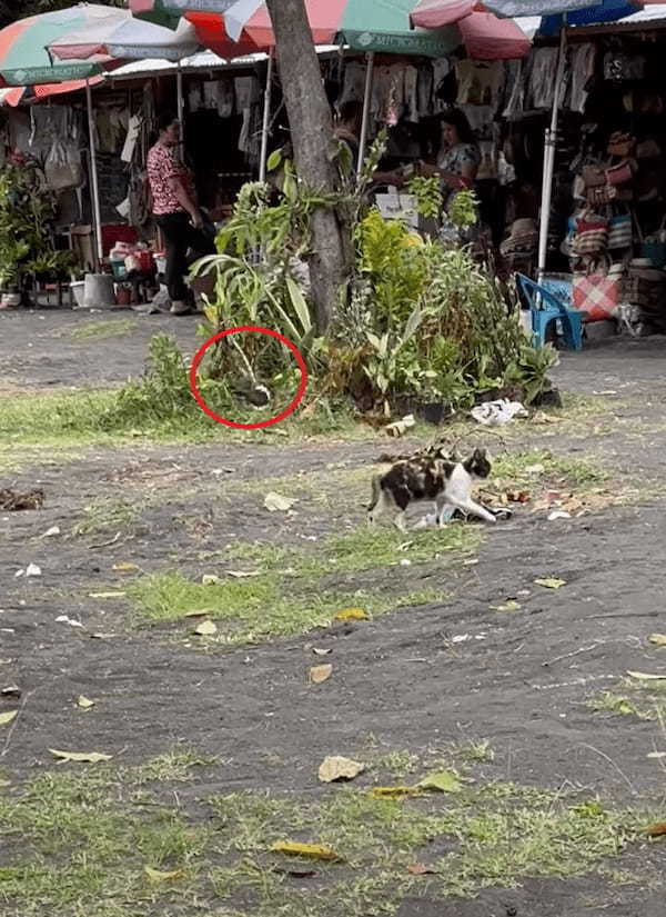 猫もこれにはタジタジ？歩いている猫に小鳥が何度も何度も襲いかかります！！