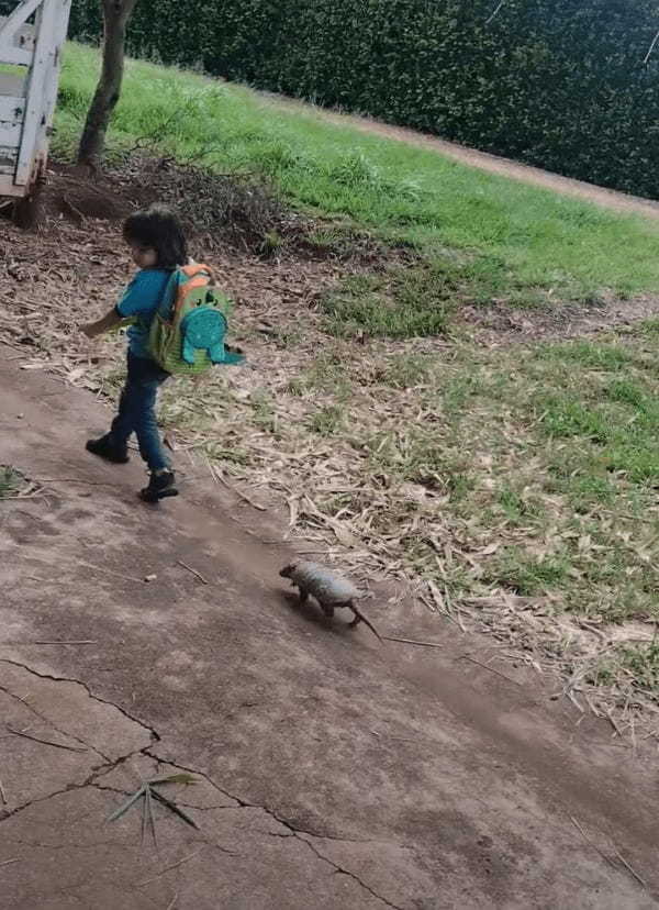 幼い男の子の後ろをトコトコついて行くアルマジロ。かなり懐いているみたいで男の子がUターンした後ろもついて行く!!【海外・動画】