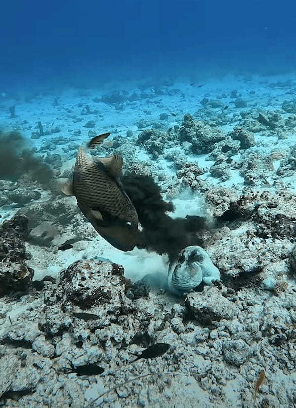 タコVSゴマモンガラ！？タコスミにたじろがない魚・・その白熱の戦いの行方は【海外・動画】